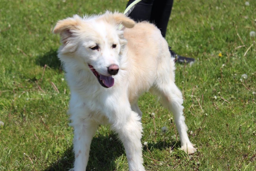 Oscar (20210310-01), an adoptable Mixed Breed in Niagara Falls, ON, L2E 5J4 | Photo Image 6