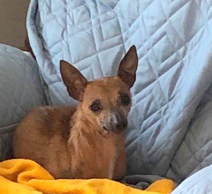 Dog For Adoption Beloved Bella A Chihuahua Mix In Reston Va Petfinder