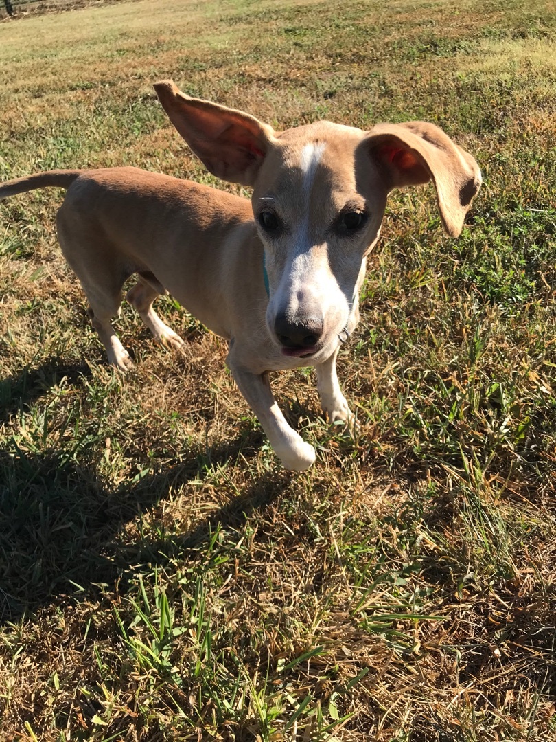 Buddy, an adoptable Dachshund in Leon, KS, 67074 | Photo Image 1