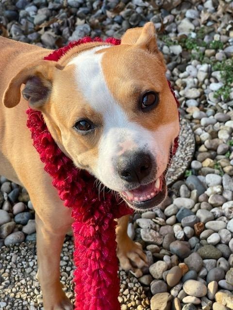 Maizey, an adoptable Pit Bull Terrier, Boxer in Effingham, IL, 62401 | Photo Image 1