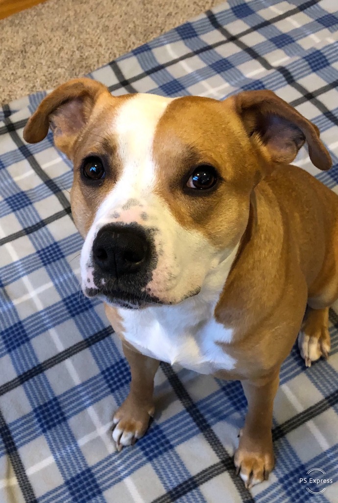 Maizey, an adoptable Pit Bull Terrier, Boxer in Effingham, IL, 62401 | Photo Image 3