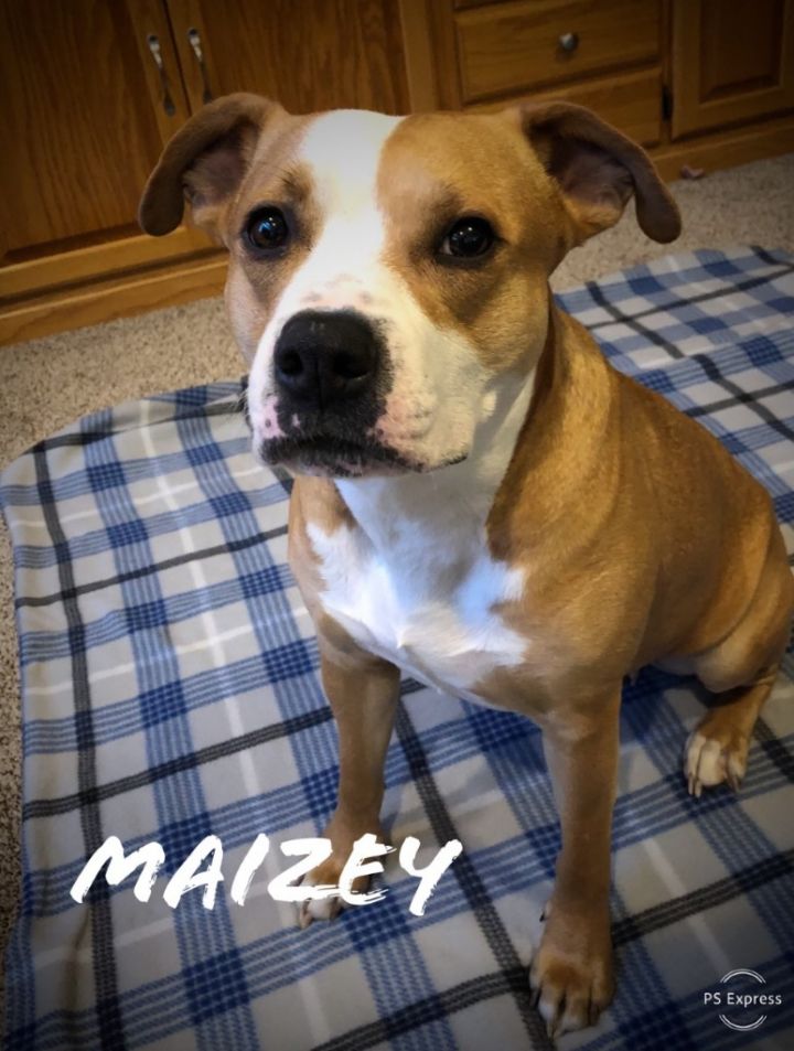 Maizey, an adoptable Pit Bull Terrier & Boxer Mix in Effingham, IL_image-4