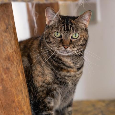 Rita, an adoptable Domestic Short Hair in Cumming, GA, 30040 | Photo Image 1