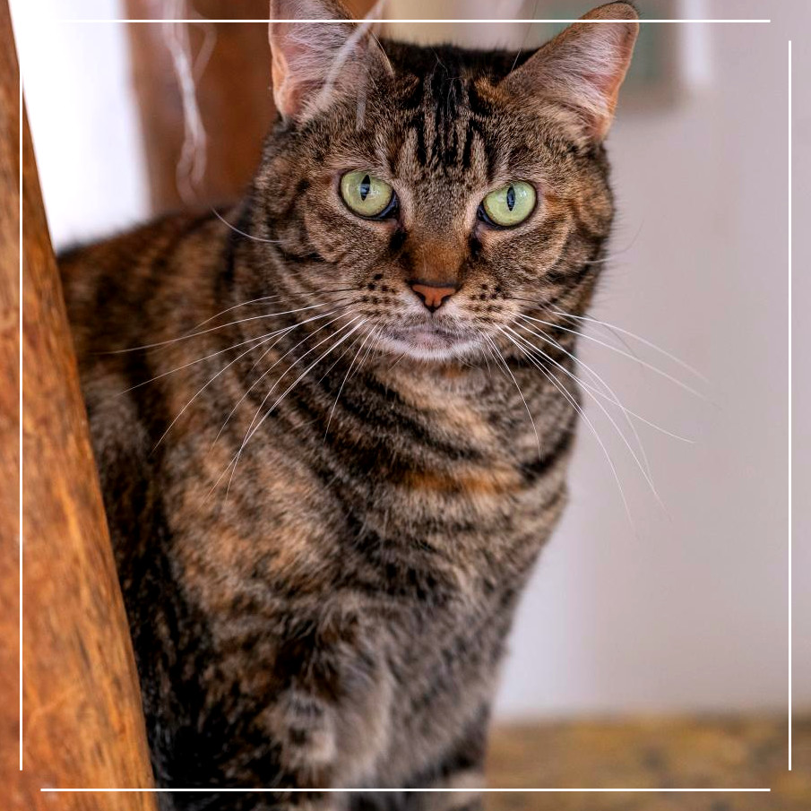 Rita, an adoptable Domestic Short Hair in Cumming, GA, 30040 | Photo Image 1