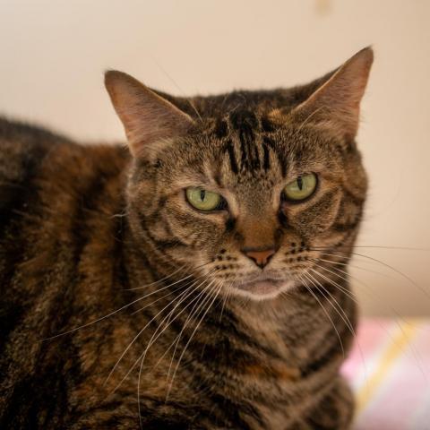 Rita, an adoptable Domestic Short Hair in Cumming, GA, 30040 | Photo Image 2