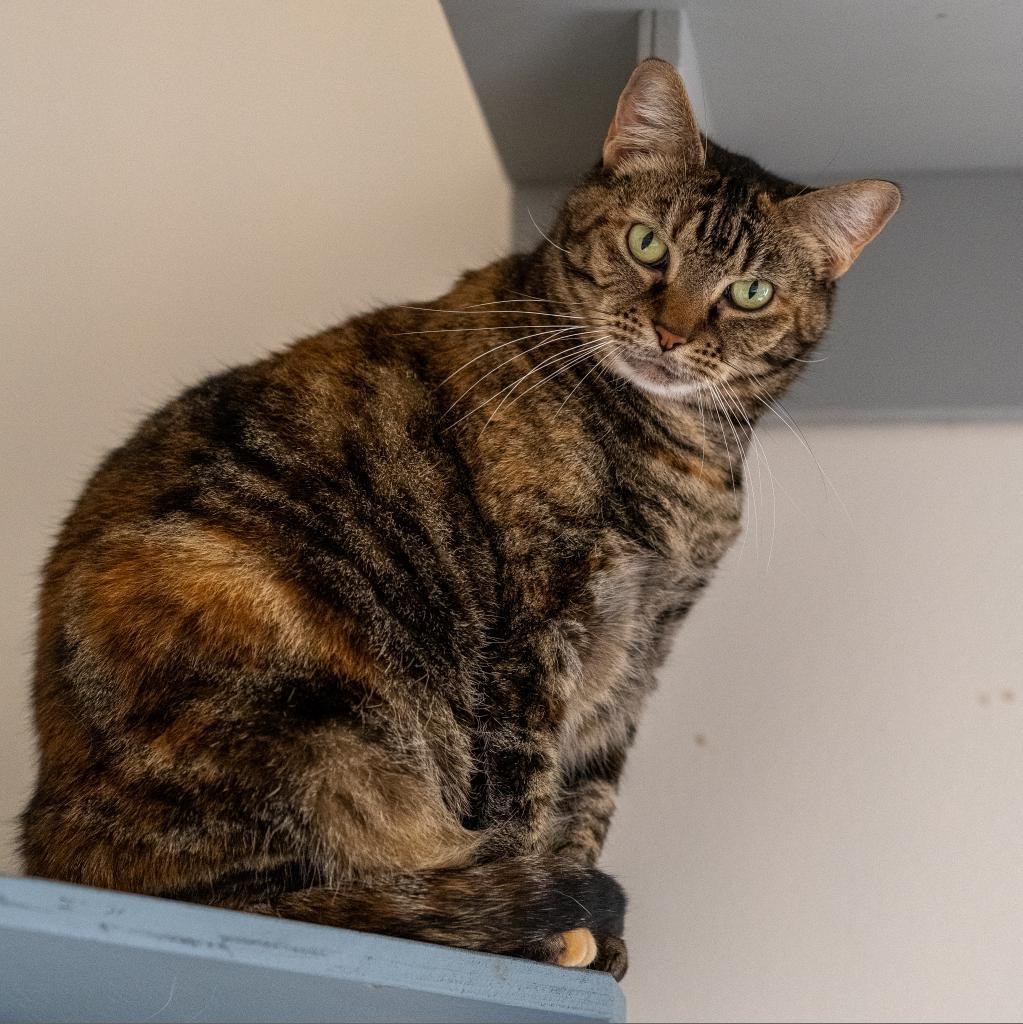 Rita, an adoptable Domestic Short Hair in Cumming, GA, 30040 | Photo Image 2