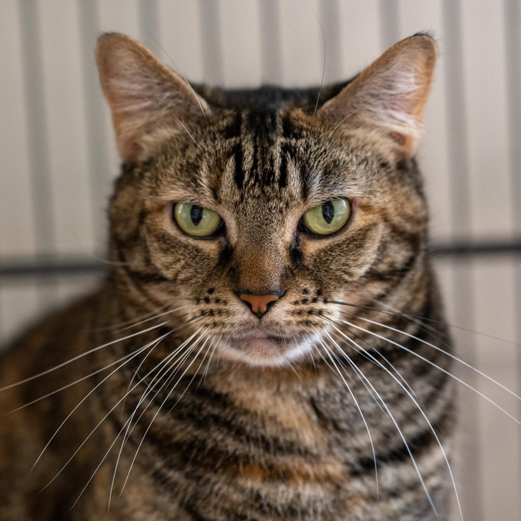 Rita, an adoptable Domestic Short Hair in Cumming, GA, 30040 | Photo Image 3