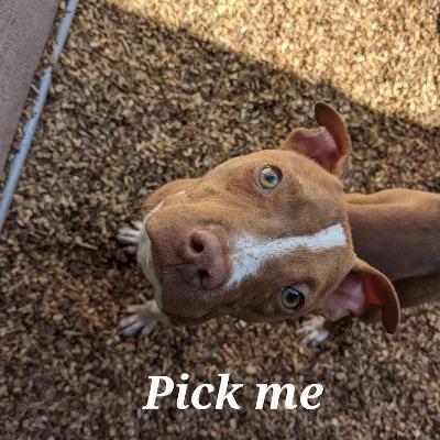 Peanut, an adoptable Terrier Mix in Phoenix, AZ_image-4