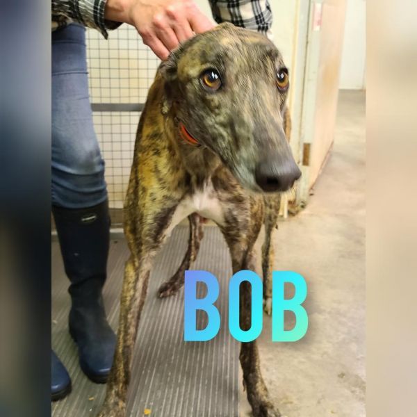 Bob