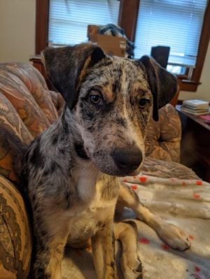 Dogs For Adoption Near Saginaw Mi Petfinder