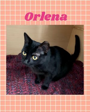 Orlena