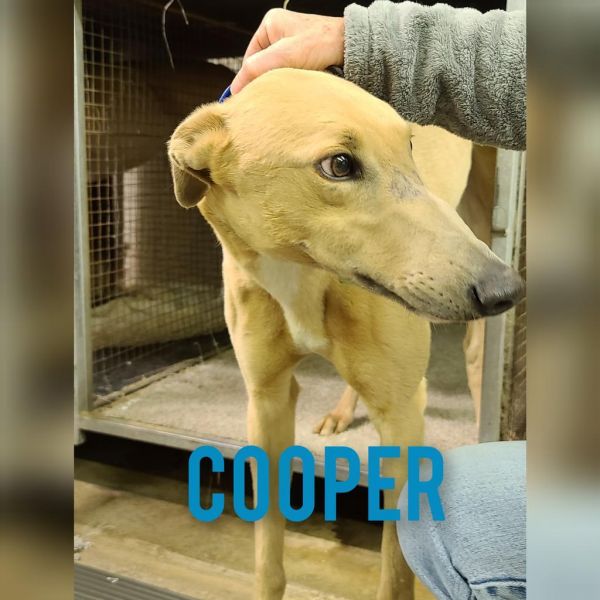 Cooper
