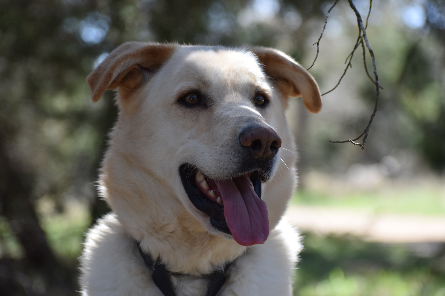Loki, an adoptable Akbash, Golden Retriever in Georgetown, TX, 78633 | Photo Image 2