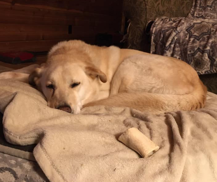 Akbash golden retriever hot sale mix