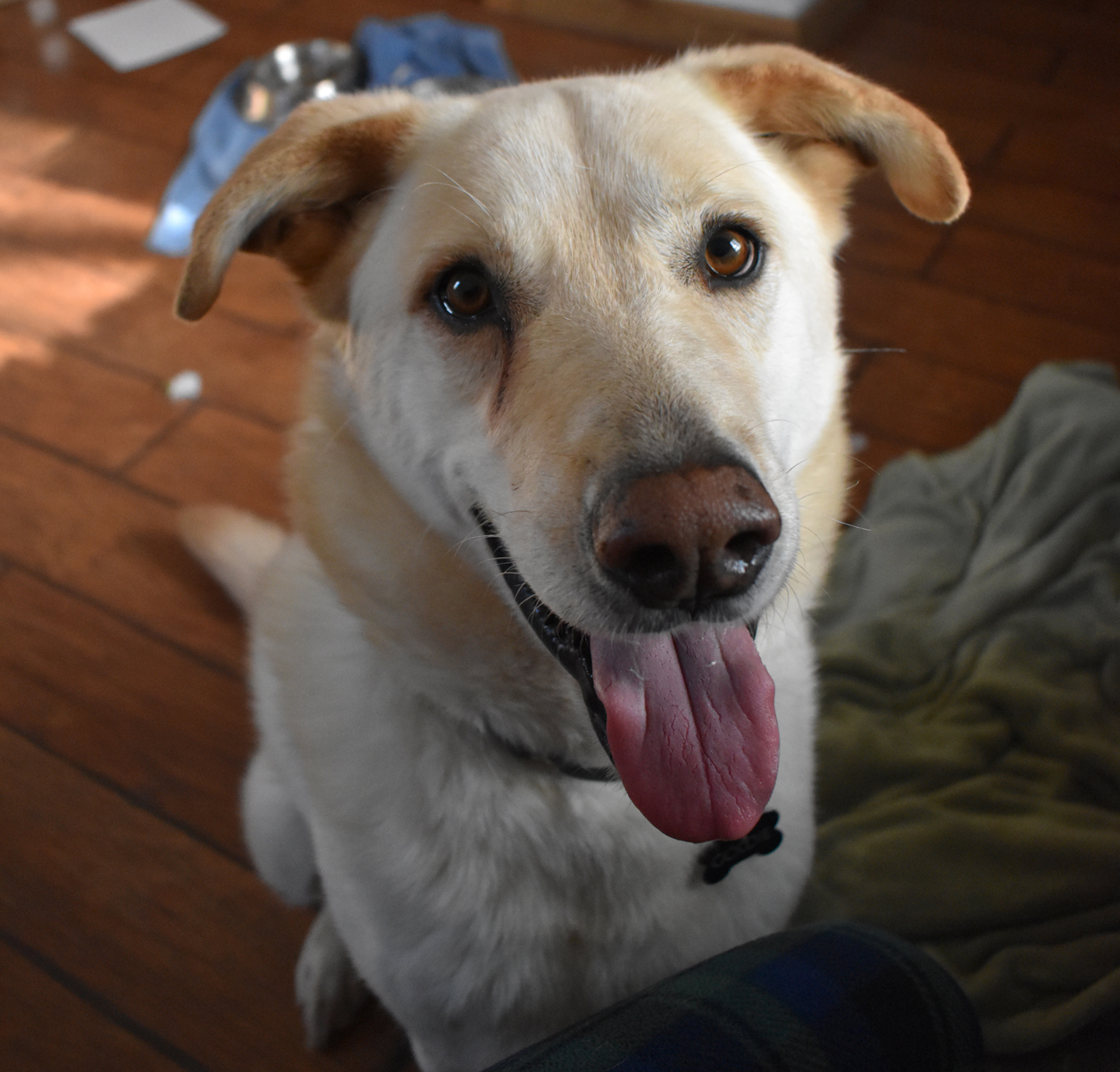 Loki, an adoptable Akbash, Golden Retriever in Georgetown, TX, 78633 | Photo Image 1