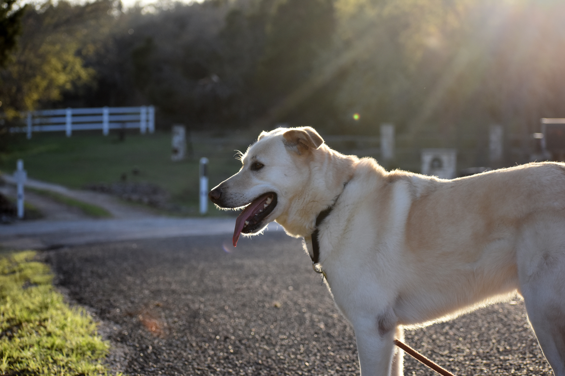Loki, an adoptable Akbash, Golden Retriever in Georgetown, TX, 78633 | Photo Image 4