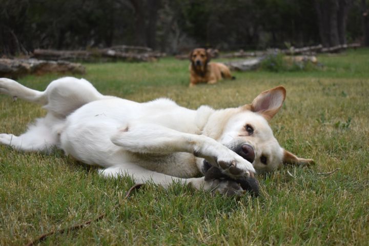 Akbash golden 2024 retriever mix