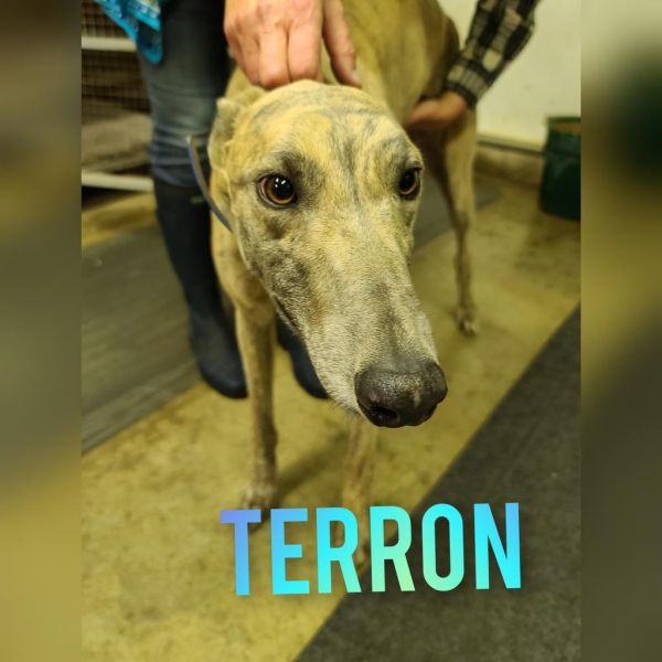Terron