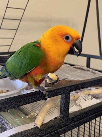 Louis, an adopted Conure in Salt Lake City, UT_image-1