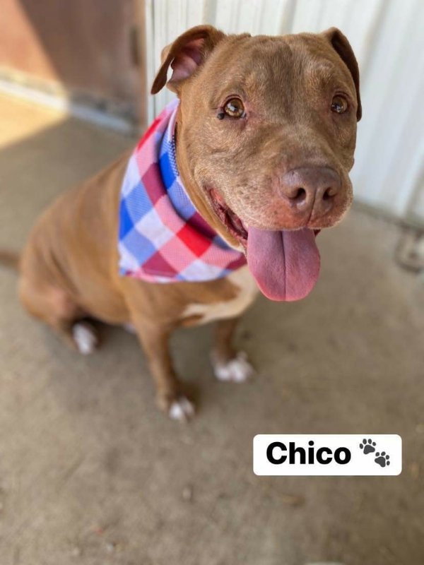 Chico, an adoptable Pit Bull Terrier in Mount Vernon, IN, 47620 | Photo Image 3