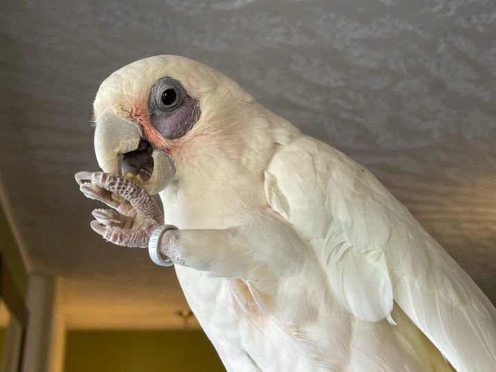 Meeko, an adopted Cockatoo in Salt Lake City, UT_image-1