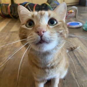 Clinton, Senior Male unknown