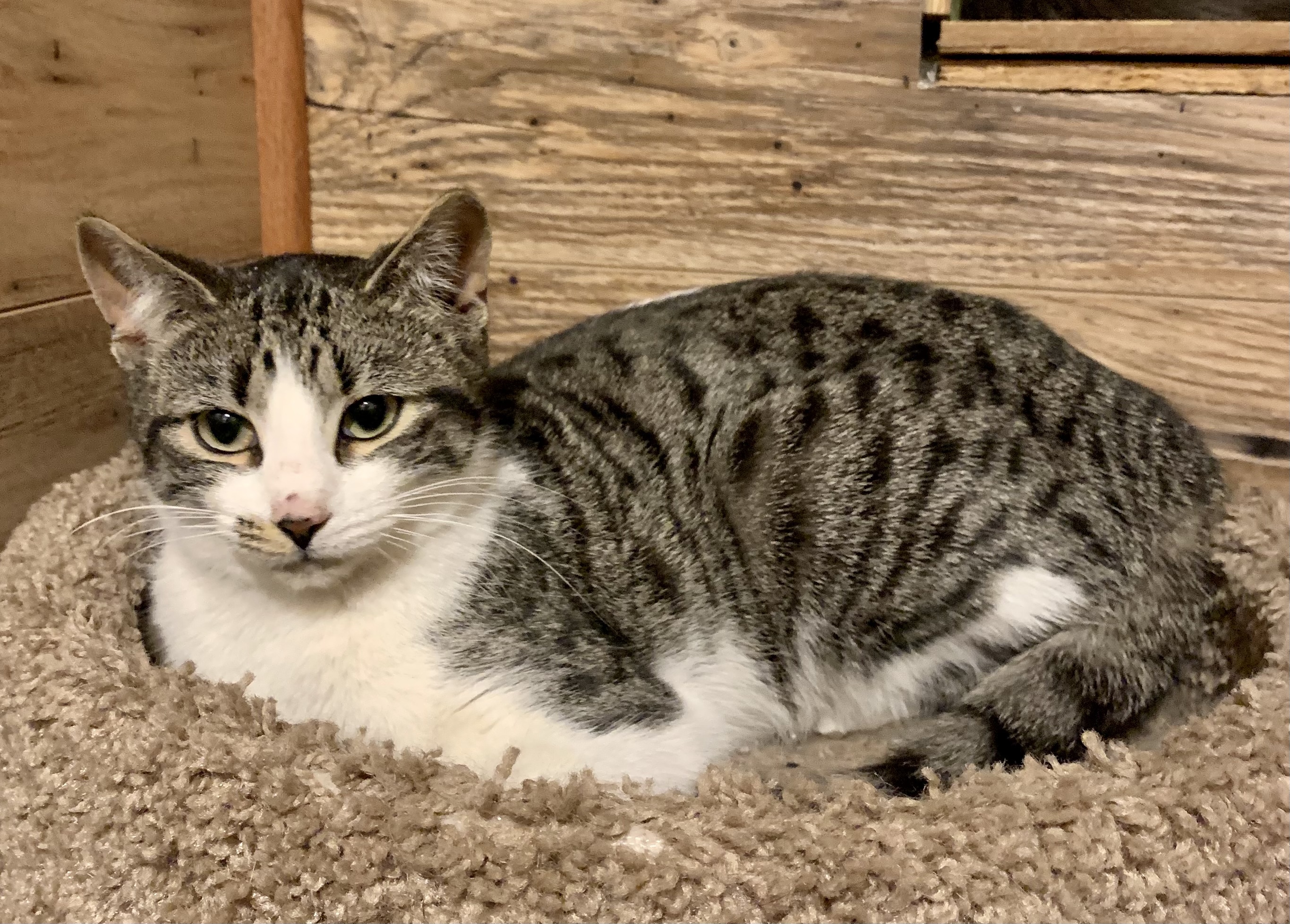 Mystic, an adoptable Domestic Short Hair in North Tonawanda, NY, 14120 | Photo Image 2