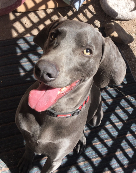 Clark, an adopted Weimaraner in Williamsburg, NM_image-2