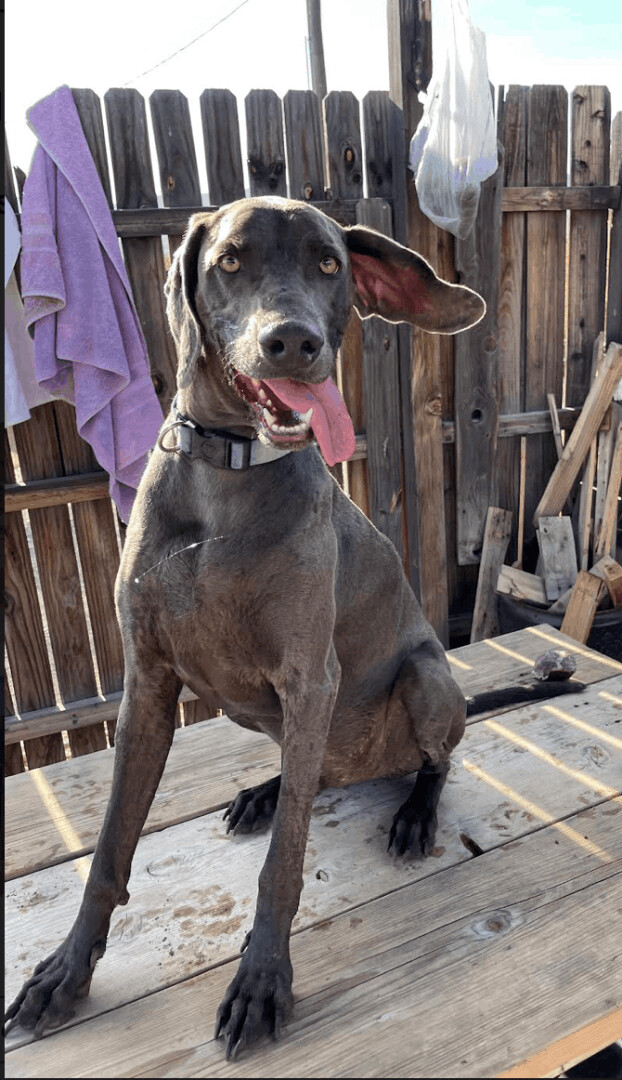 Clark, an adopted Weimaraner in Williamsburg, NM_image-5