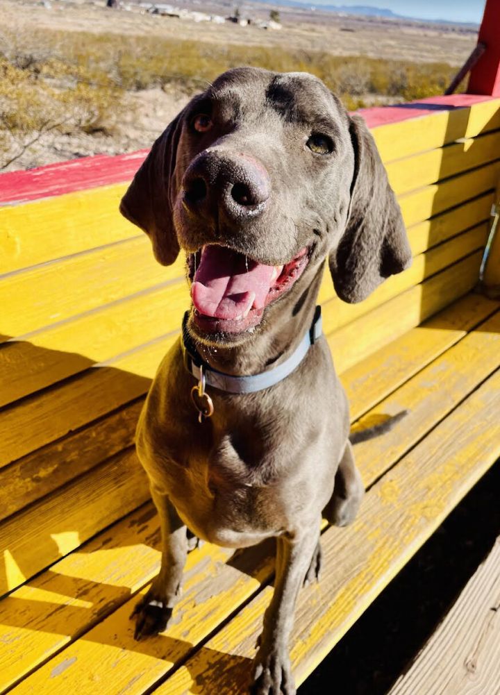 Clark, an adopted Weimaraner in Williamsburg, NM_image-6