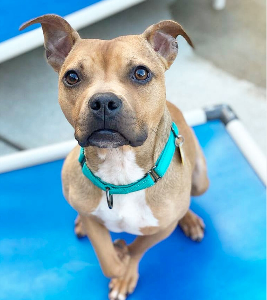 Java, an adoptable Staffordshire Bull Terrier in San Francisco, CA, 94132 | Photo Image 2