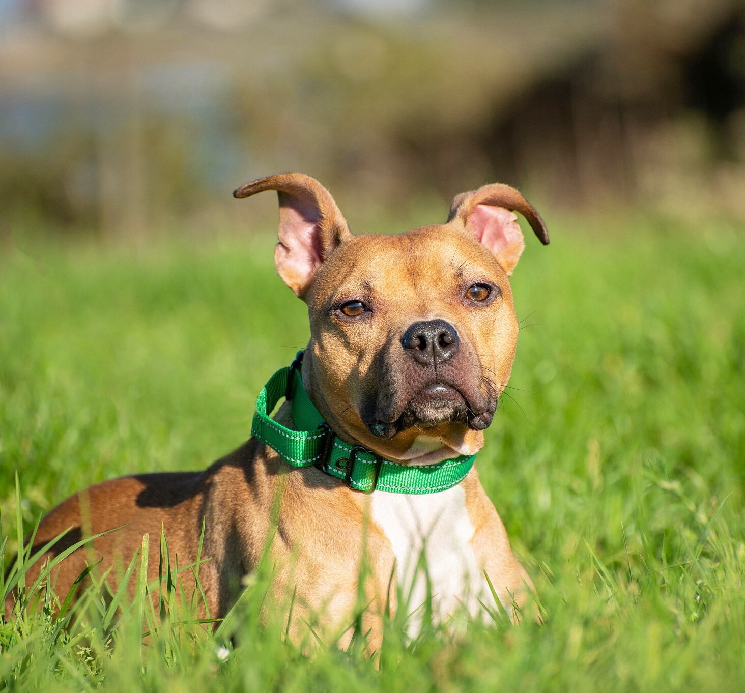 Java, an adoptable Staffordshire Bull Terrier in San Francisco, CA, 94132 | Photo Image 1