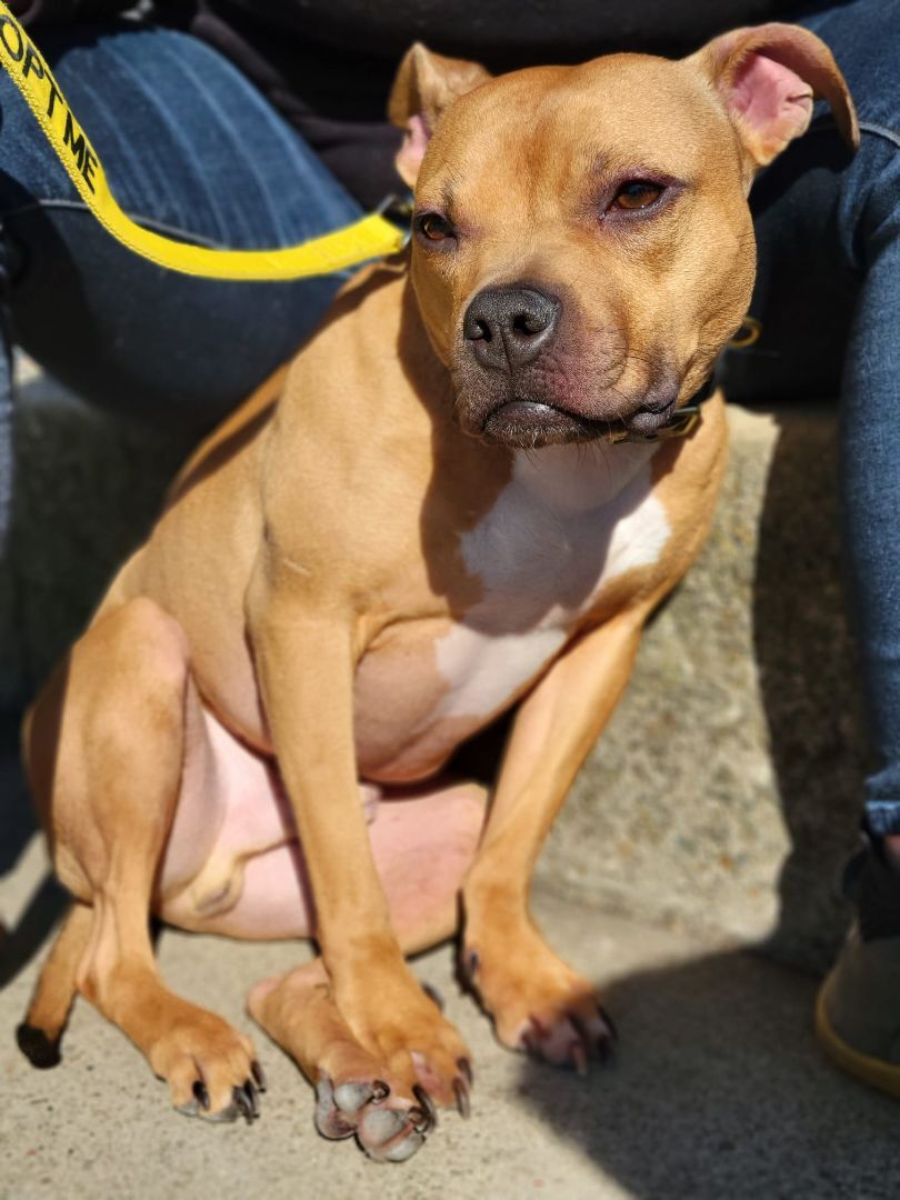 Java, an adoptable Staffordshire Bull Terrier in San Francisco, CA, 94132 | Photo Image 4