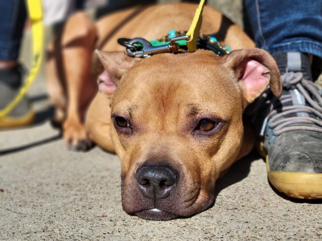 Java, an adoptable Staffordshire Bull Terrier in San Francisco, CA, 94132 | Photo Image 5