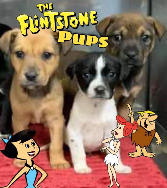 The Flintstones pups ~2 females/1 male