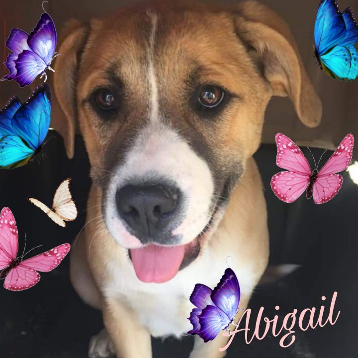 Abigail 2
