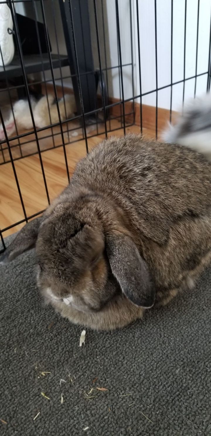 Thumper Flopsy Daisy 2