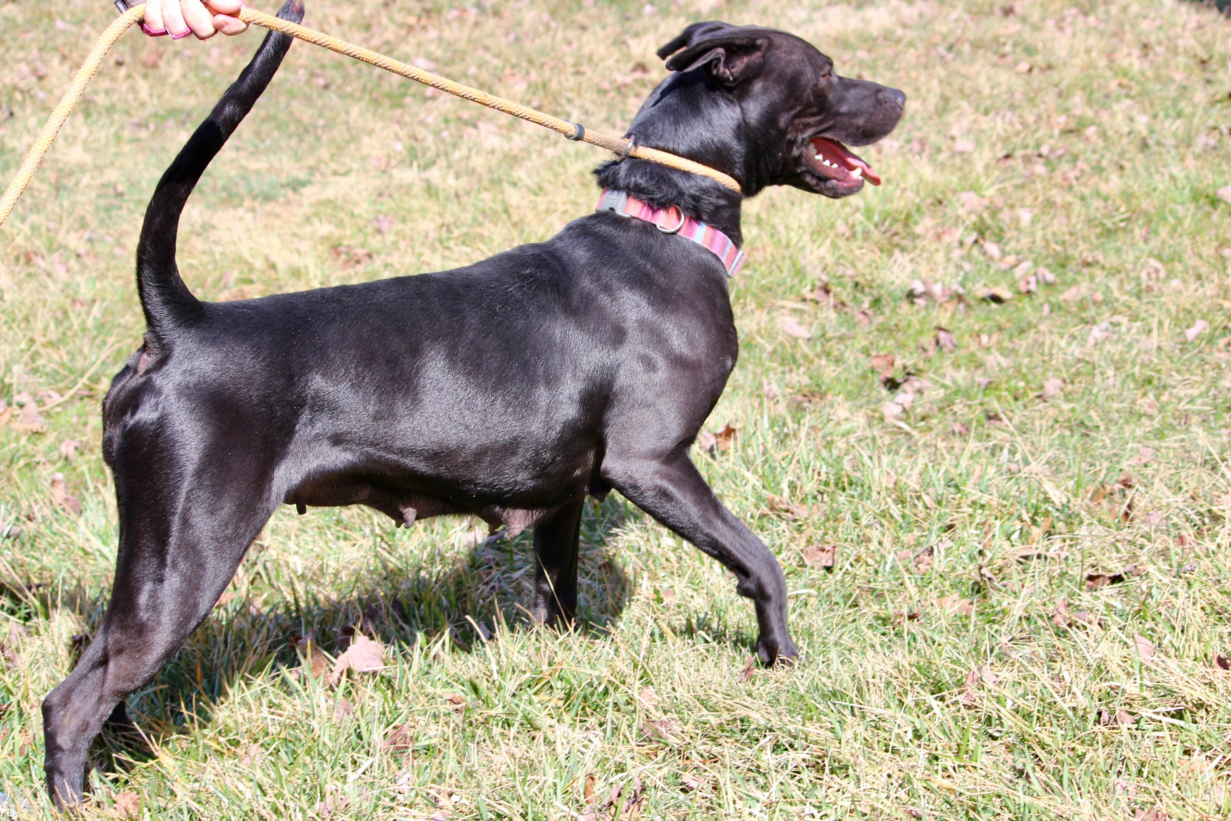 BELLA, an adoptable Labrador Retriever, Terrier in Brazil, IN, 47834 | Photo Image 6