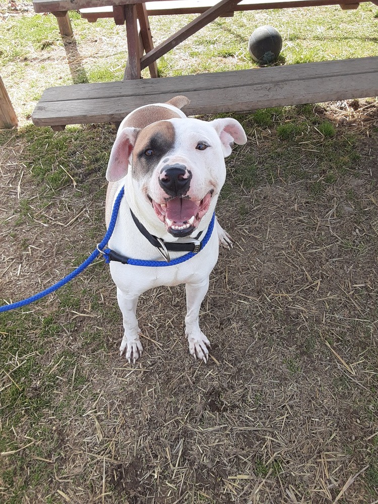 Draco, an adoptable Great Pyrenees, Pit Bull Terrier in Cambridge, OH, 43725 | Photo Image 2