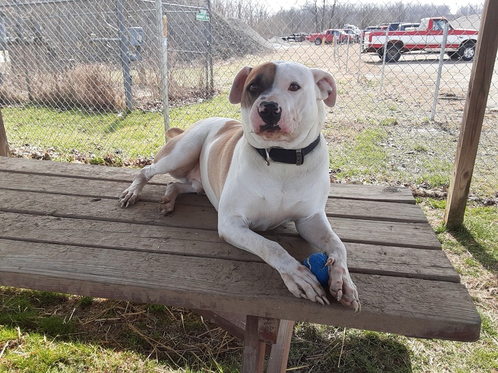 Draco, an adoptable Great Pyrenees, Pit Bull Terrier in Cambridge, OH, 43725 | Photo Image 3