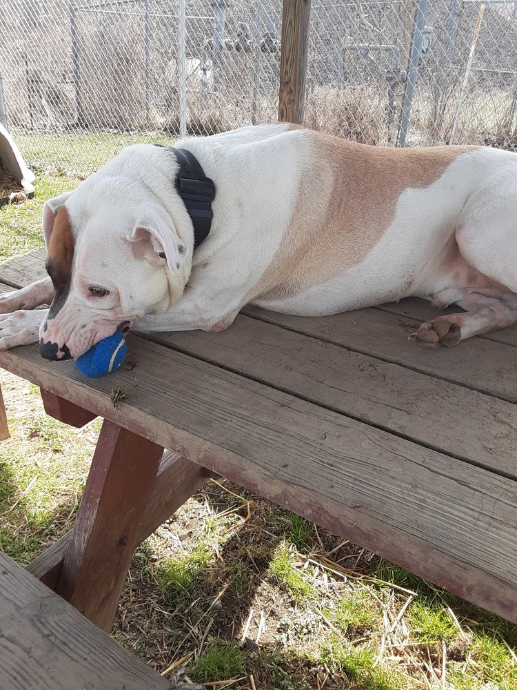 Draco, an adoptable Great Pyrenees, Pit Bull Terrier in Cambridge, OH, 43725 | Photo Image 4