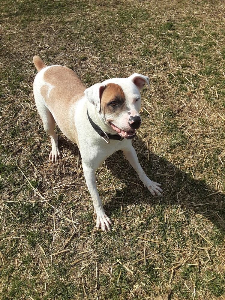 Draco, an adoptable Great Pyrenees, Pit Bull Terrier in Cambridge, OH, 43725 | Photo Image 5