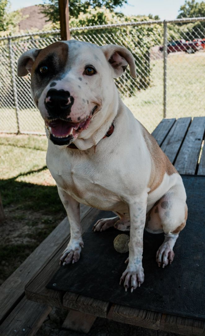 Draco, an adoptable Great Pyrenees, Pit Bull Terrier in Cambridge, OH, 43725 | Photo Image 1