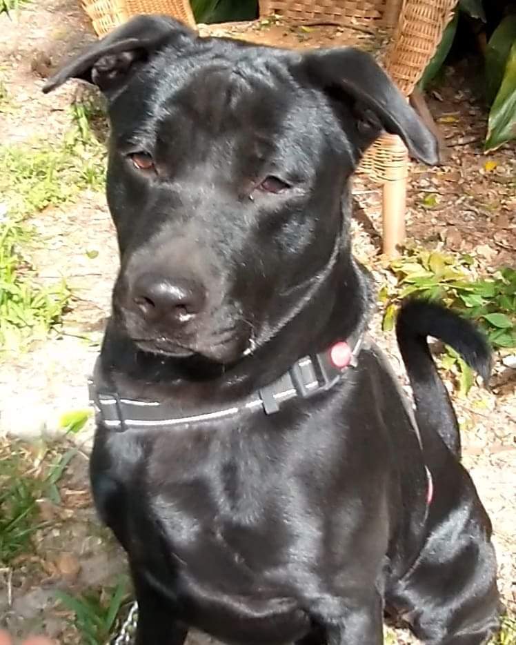 Max, an adoptable Labrador Retriever, Chow Chow in Ocala, FL, 34475 | Photo Image 1