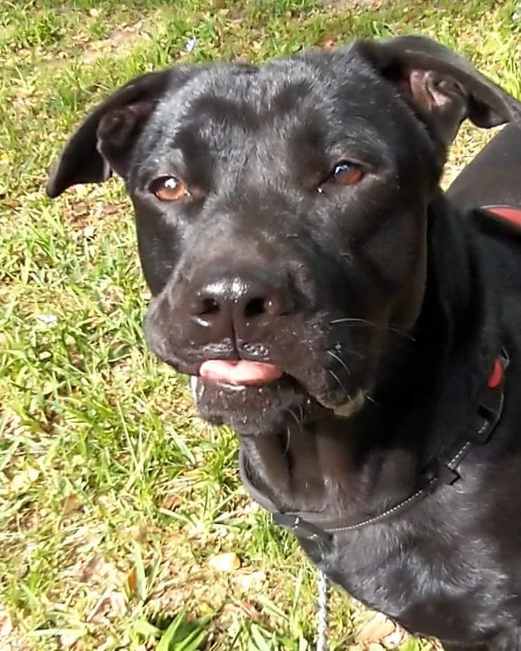 Max, an adoptable Labrador Retriever, Chow Chow in Ocala, FL, 34475 | Photo Image 2