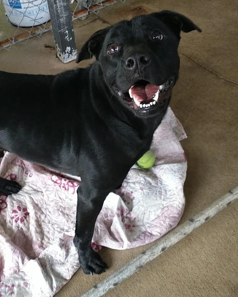 Max, an adoptable Labrador Retriever, Chow Chow in Ocala, FL, 34475 | Photo Image 3