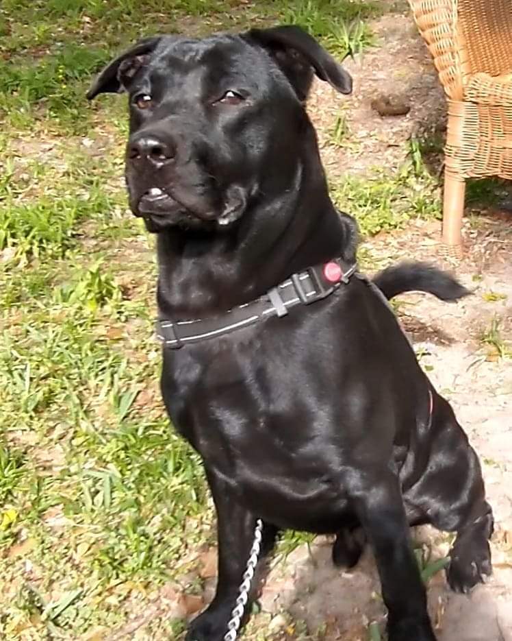 Max, an adoptable Labrador Retriever, Chow Chow in Ocala, FL, 34475 | Photo Image 4