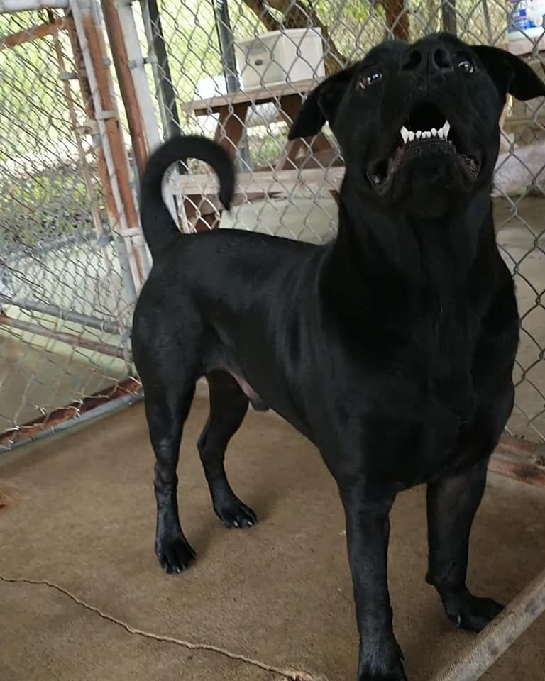 Max, an adoptable Labrador Retriever, Chow Chow in Ocala, FL, 34475 | Photo Image 5