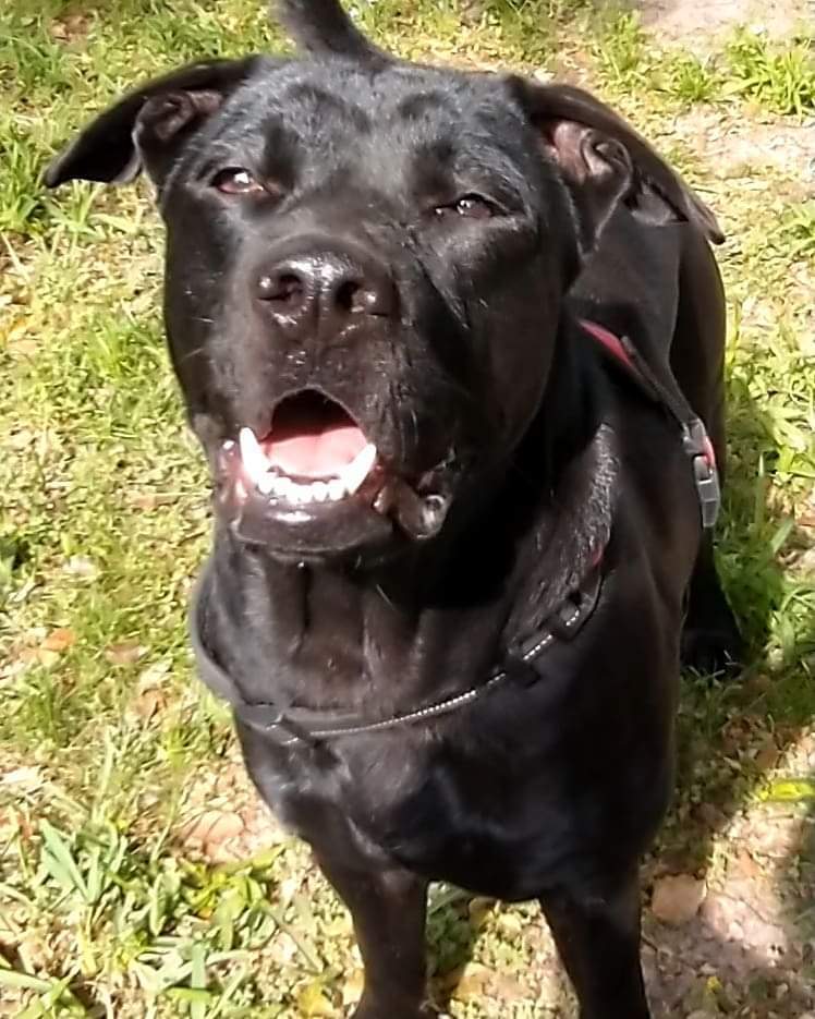 Max, an adoptable Labrador Retriever, Chow Chow in Ocala, FL, 34475 | Photo Image 6