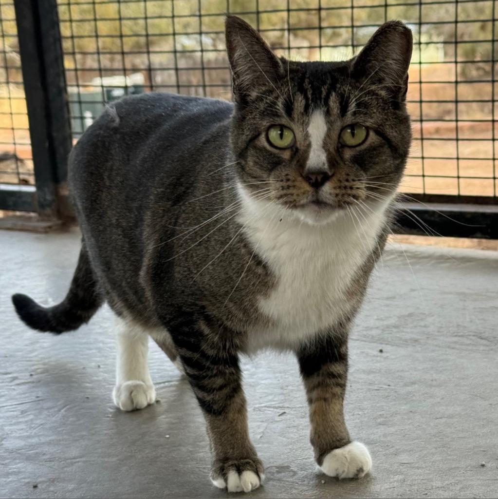 Palmer, an adoptable Domestic Short Hair in Kanab, UT, 84741 | Photo Image 1